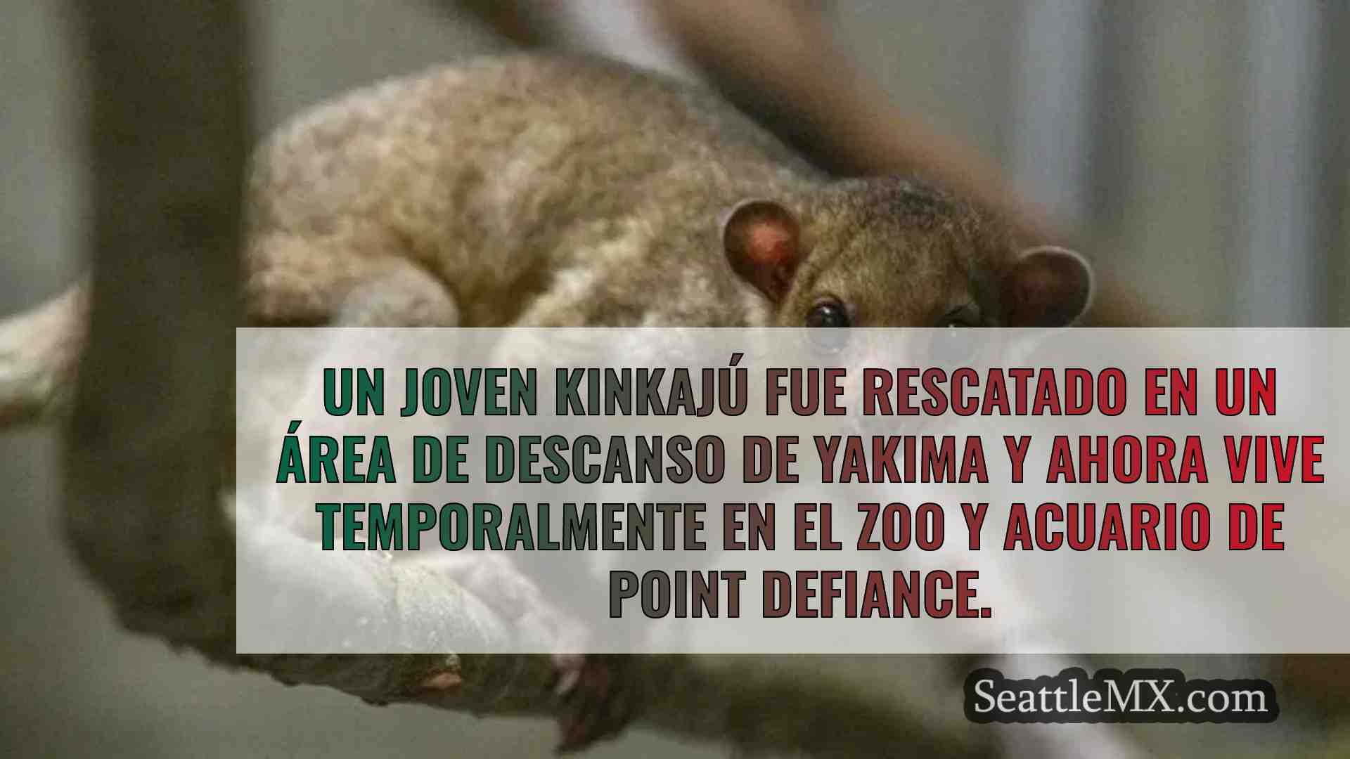 Rescatan a un kinkajú perdido en un