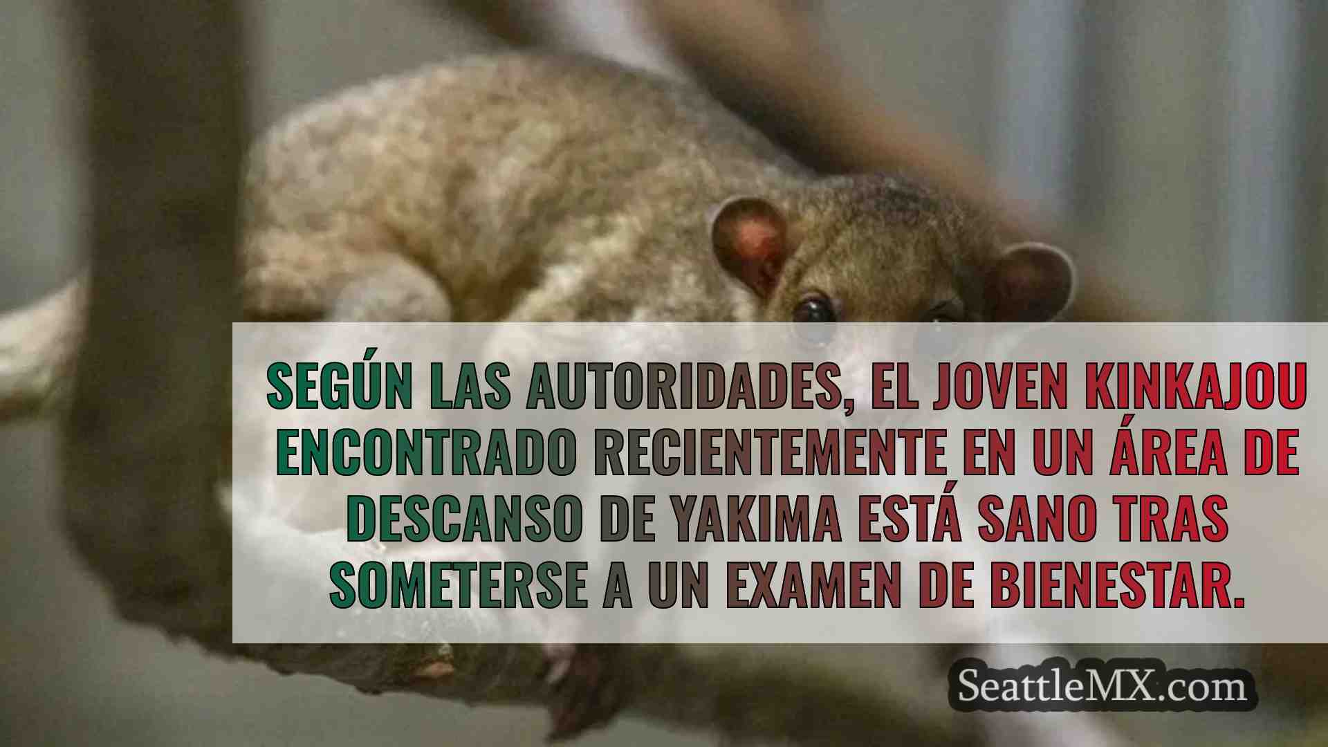 Kinkajou, rescatada en buen estado de