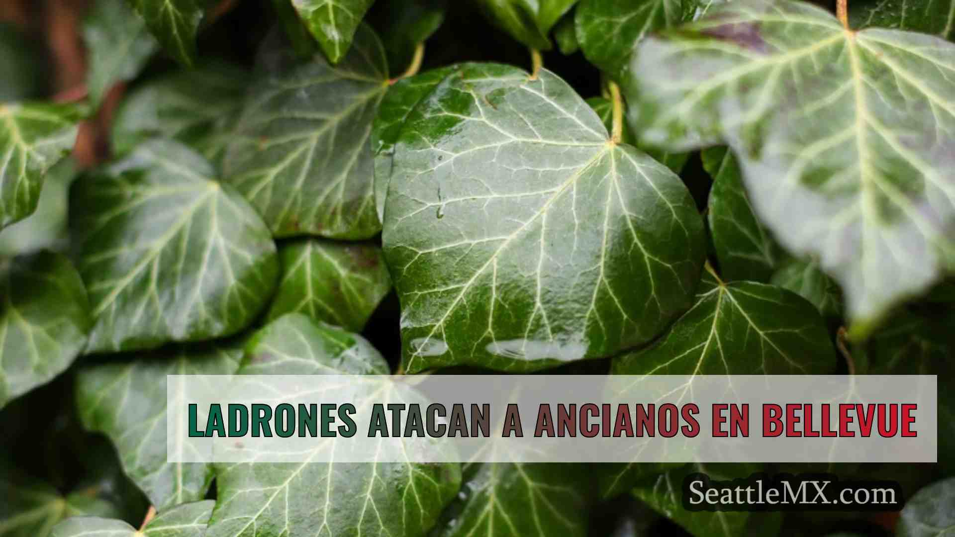 Noticias de Seattle SeattleMX