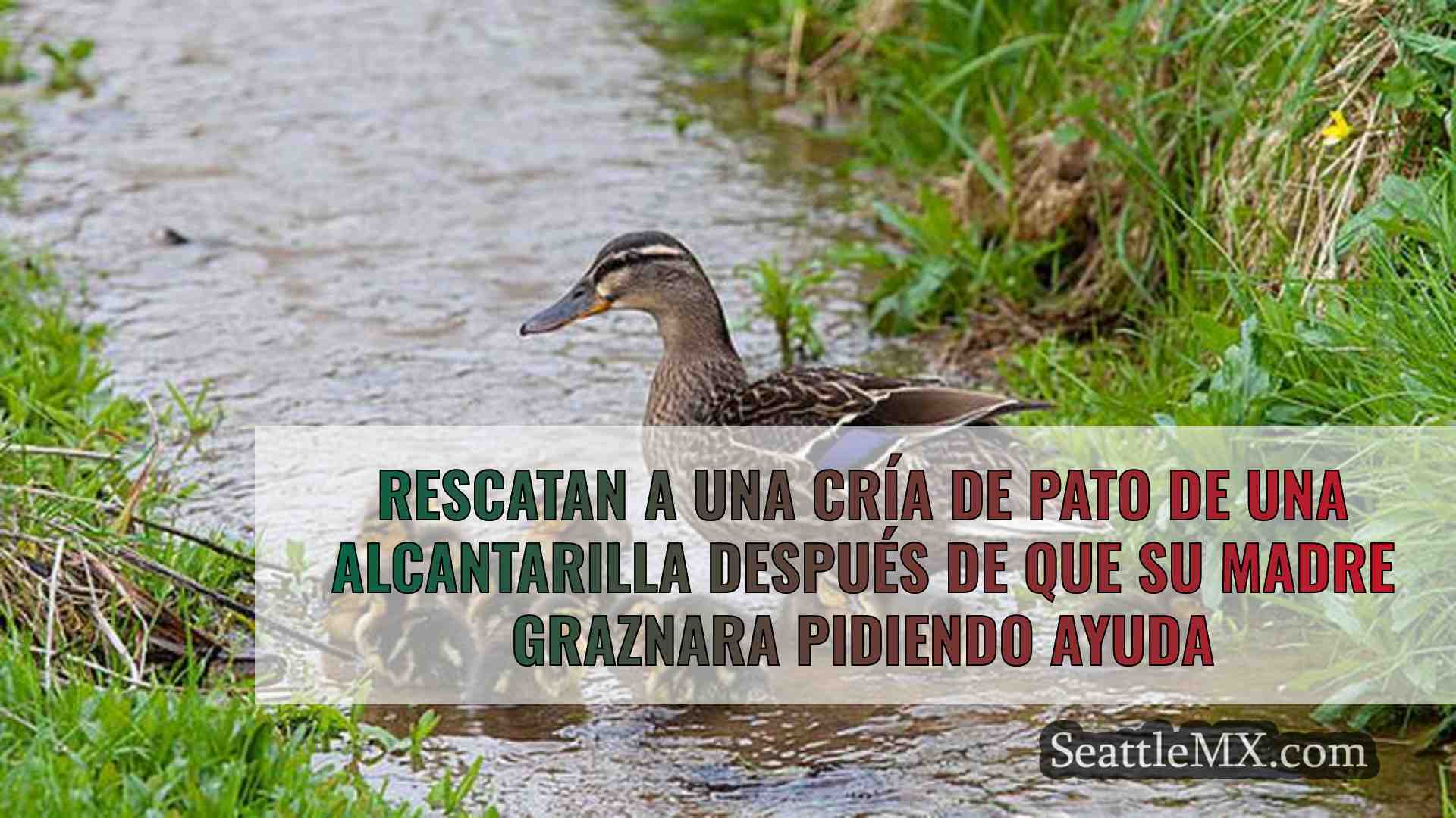 Rescatan a una cría de pato de una