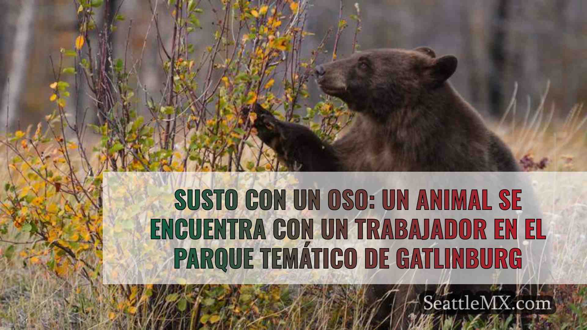 Susto con un oso: Un animal se