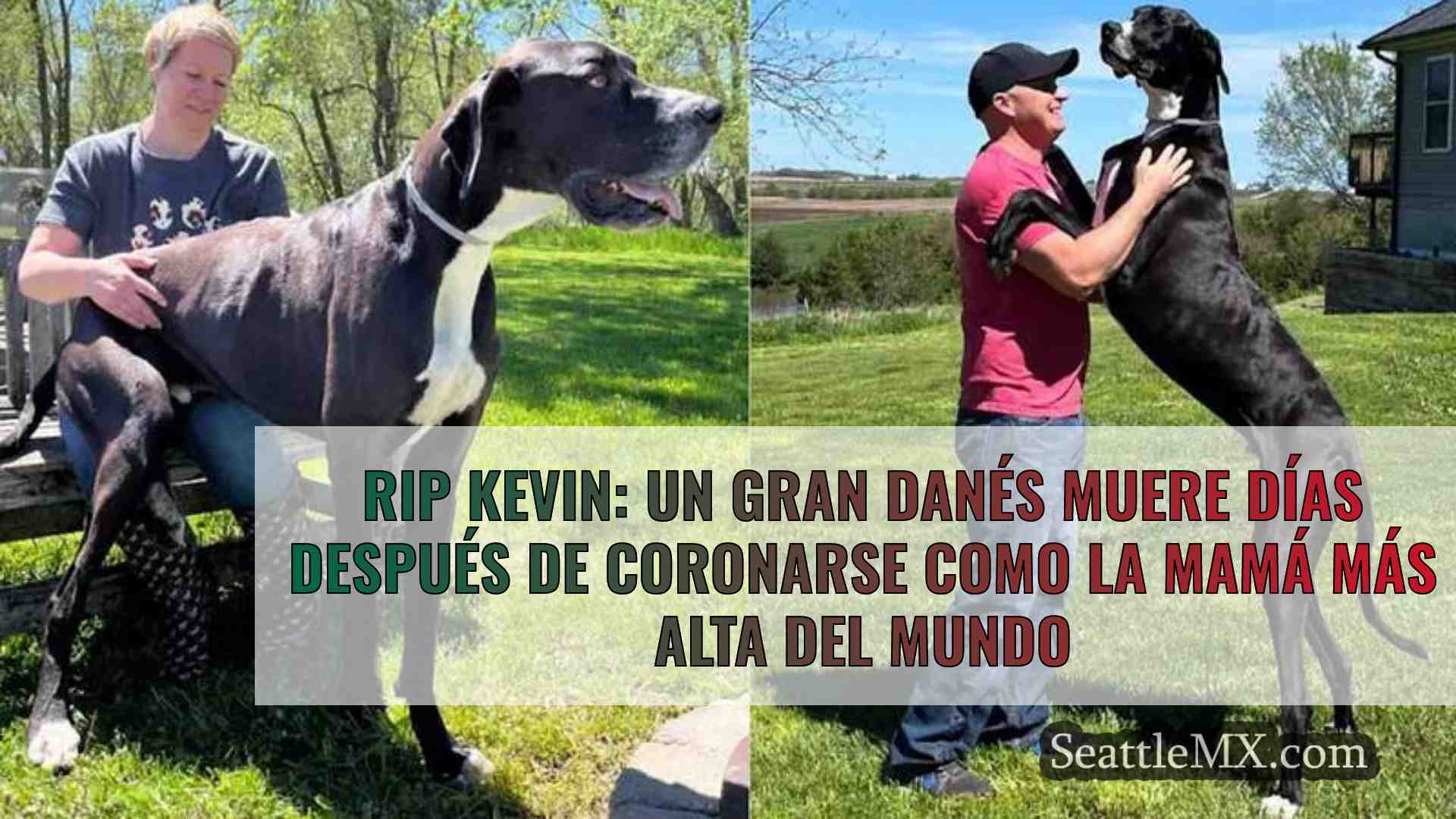 RIP Kevin: Un gran danés muere días