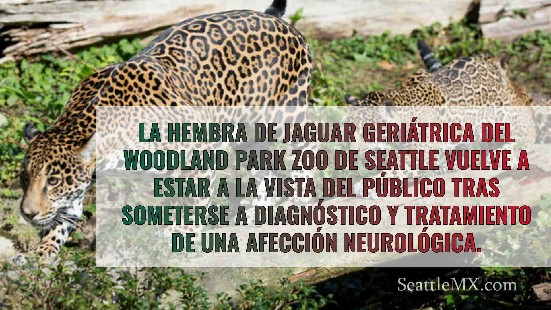 Noticias de Seattle SeattleMX