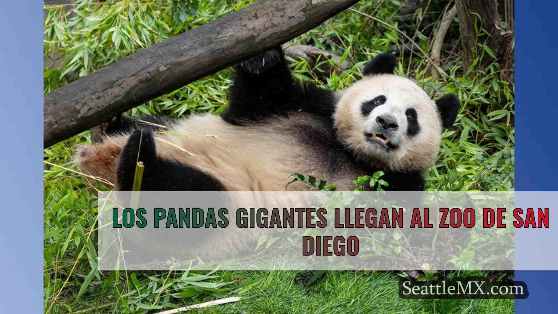 Los pandas gigantes llegan al zoo de