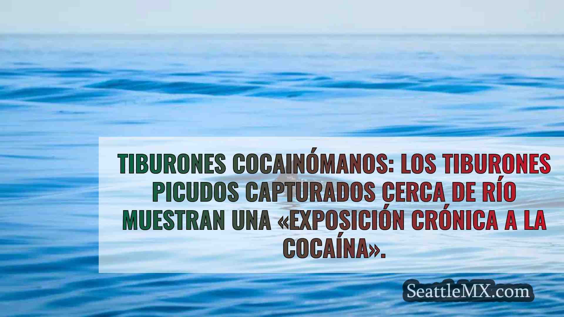 Tiburones cocainómanos: Los tiburones