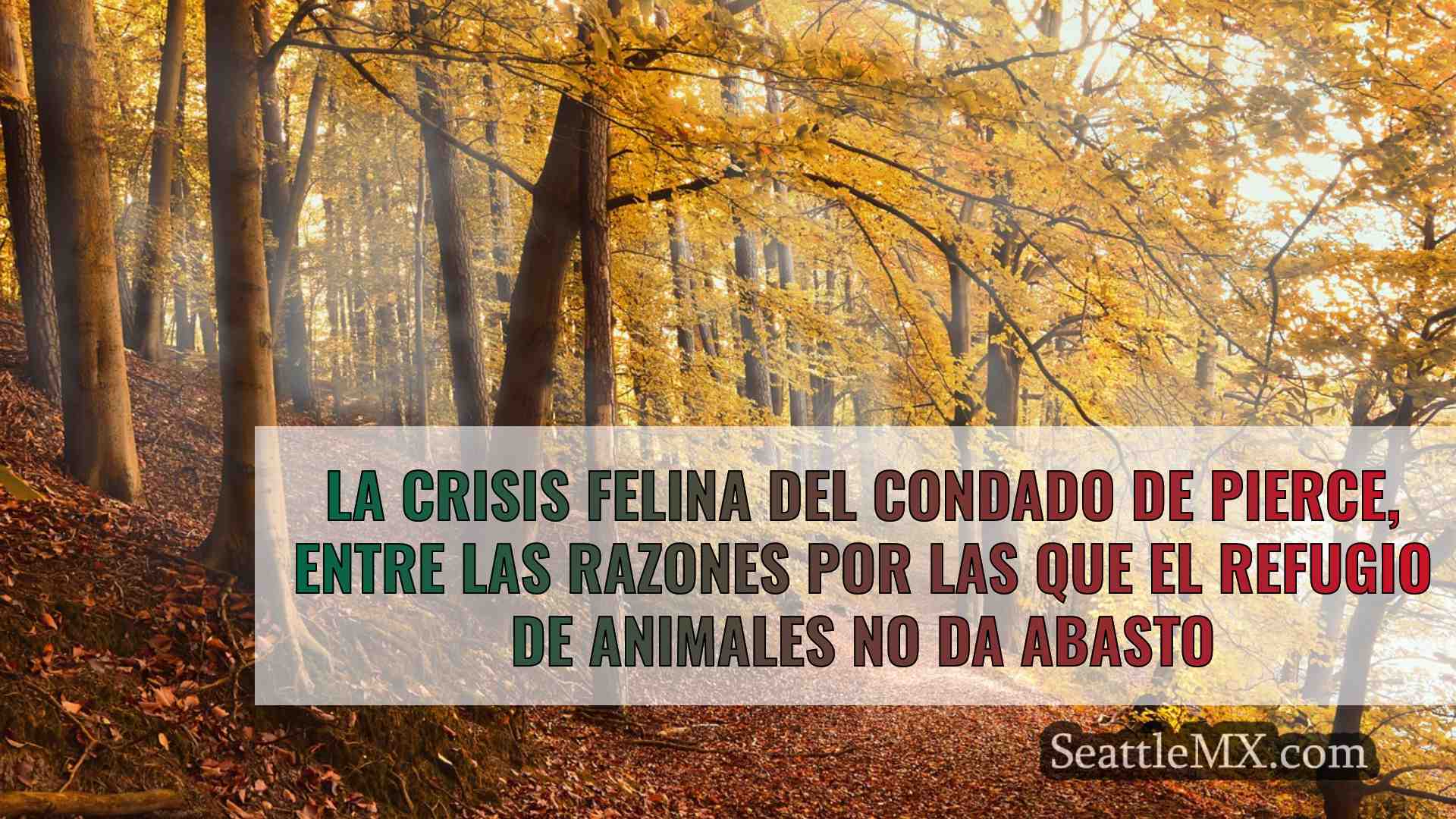 Noticias de Seattle SeattleMX