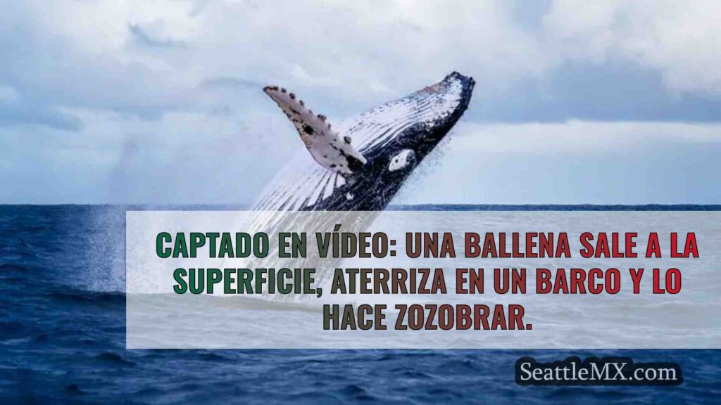 Captado en vídeo: Una ballena sale a la