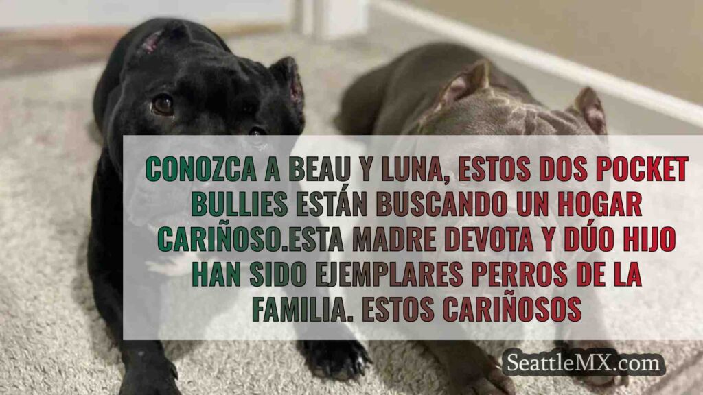 El dúo canino Beau y Luna, madre e