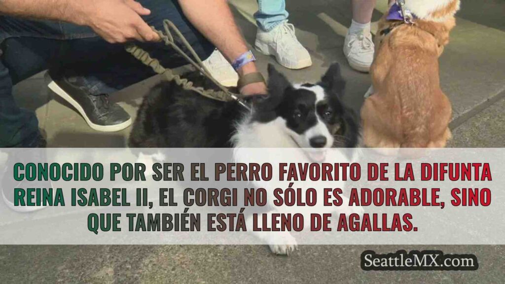 Los corgis correrán en Emerald Downs