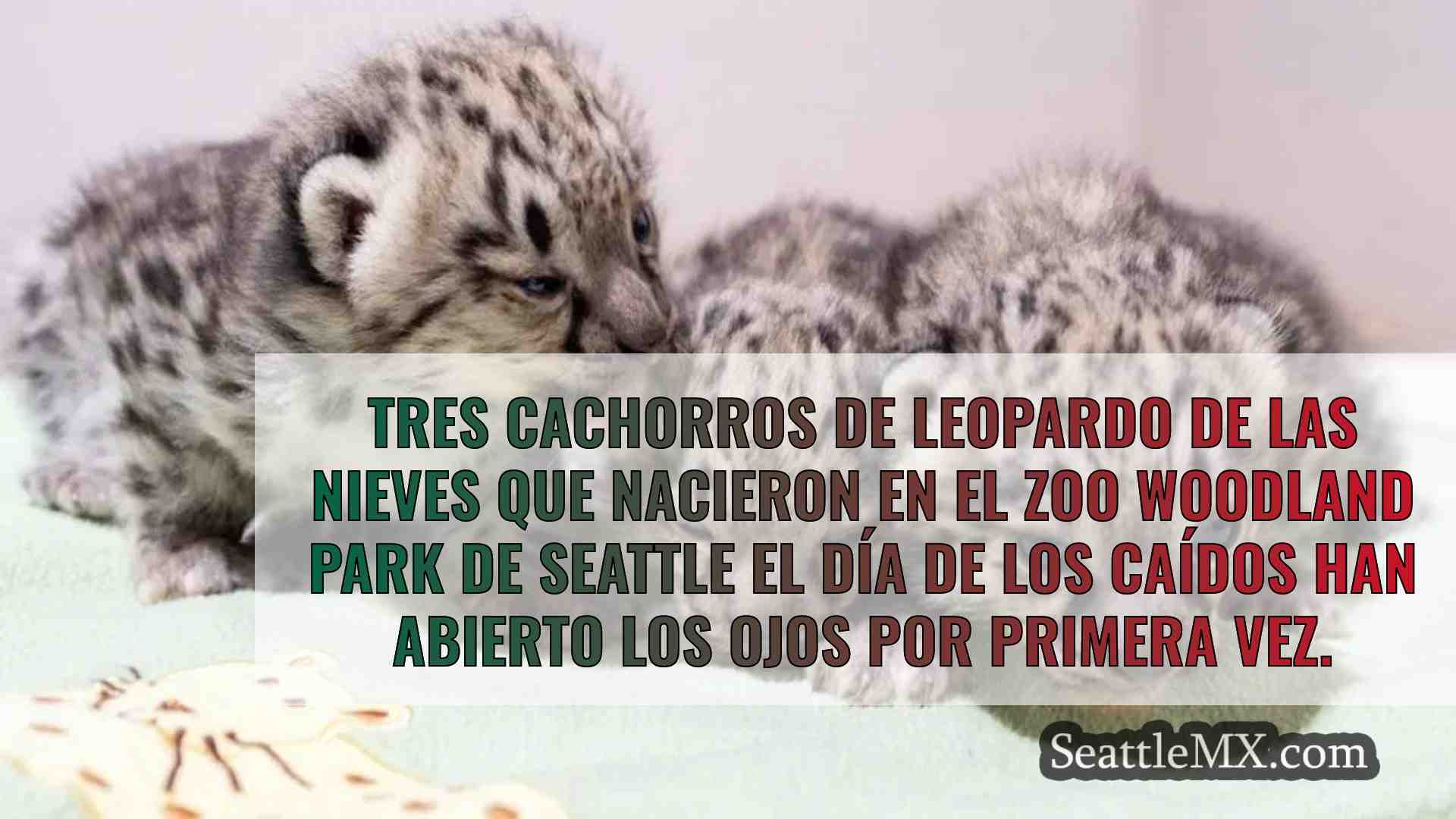Los cachorros de leopardo de las nieves