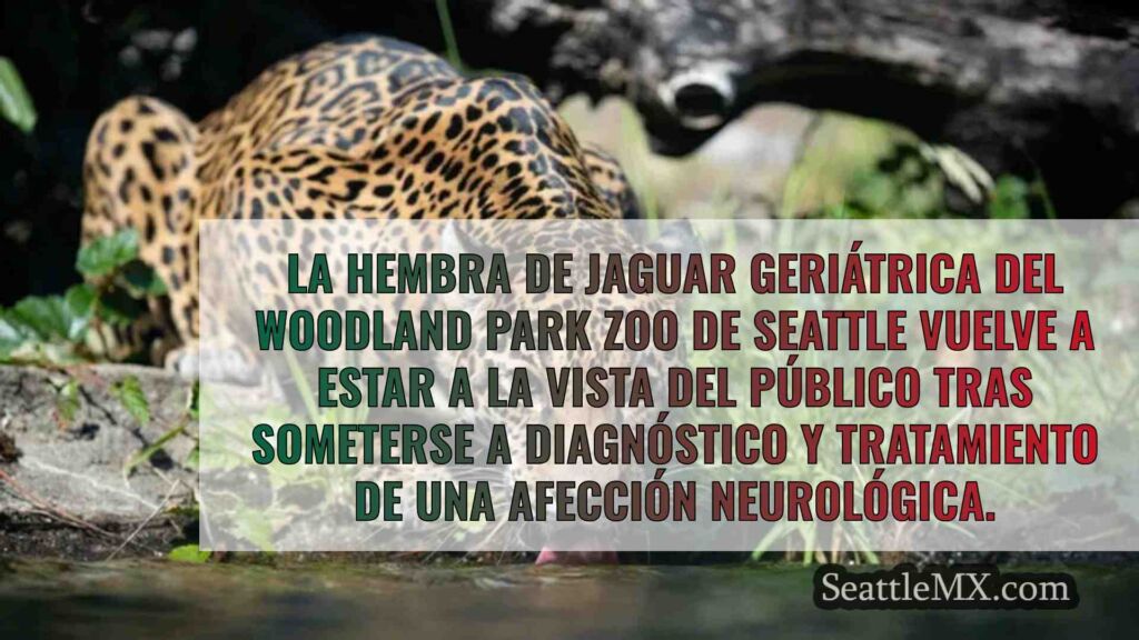 El jaguar anciano del zoo de Woodland