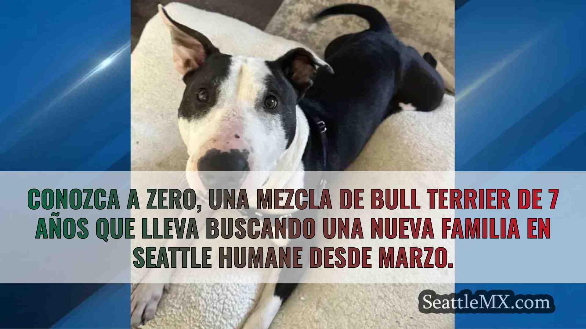 La mascota de la semana: Conoce a Zero,