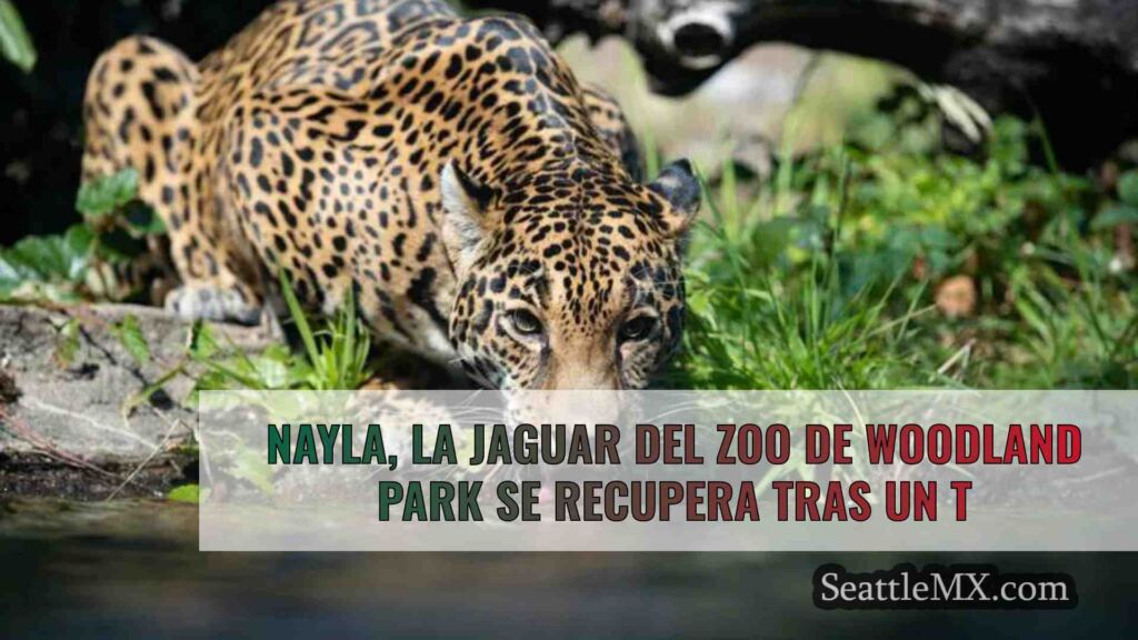 Nayla, la jaguar del zoo de Woodland