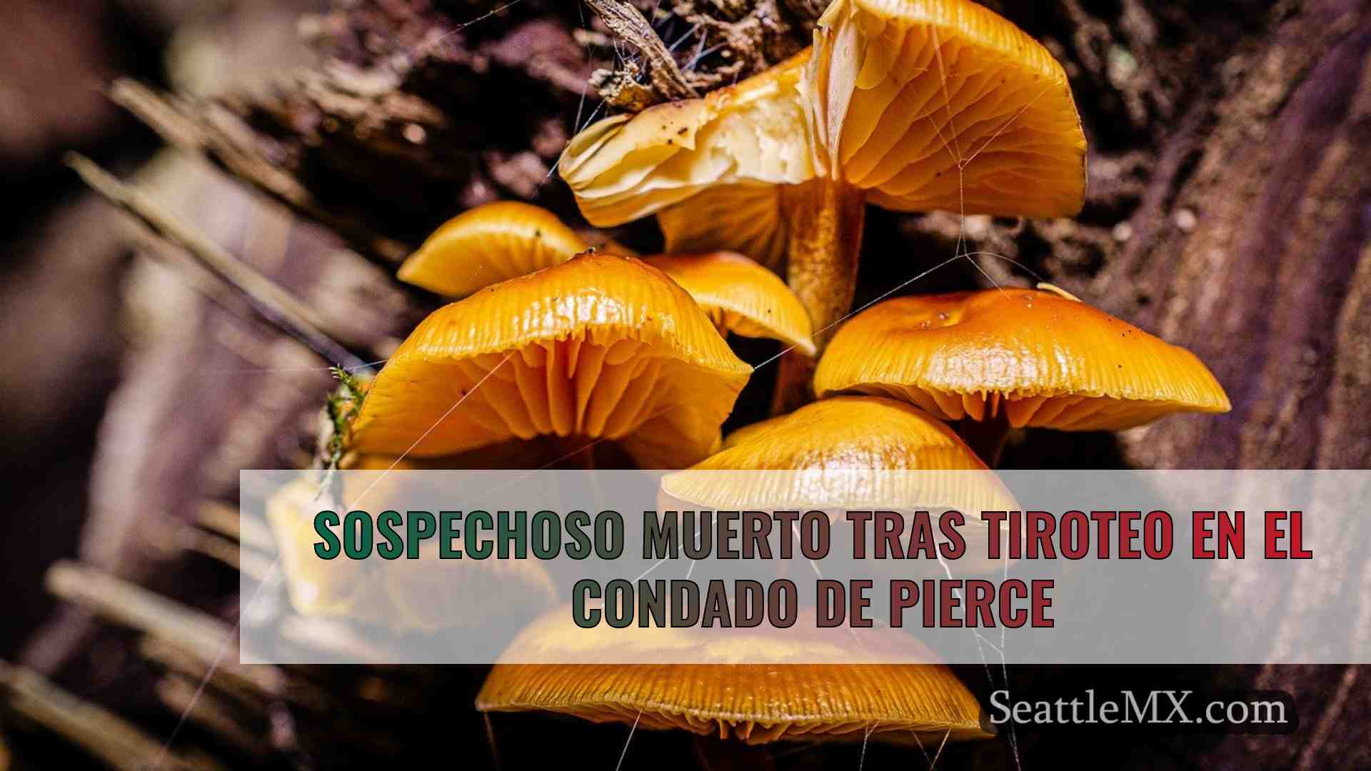 Noticias de Seattle SeattleMX