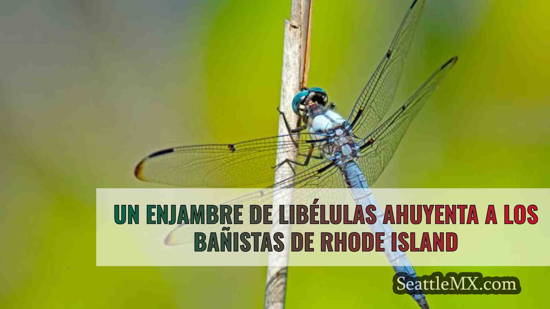 Un enjambre de libélulas ahuyenta a los