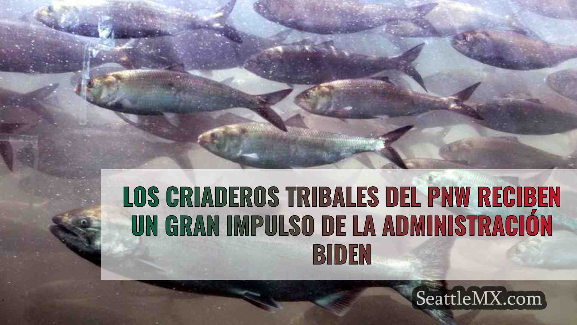 Los criaderos tribales del PNW reciben