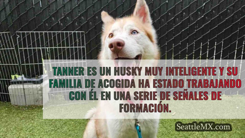 La mascota de la semana: Te presentamos