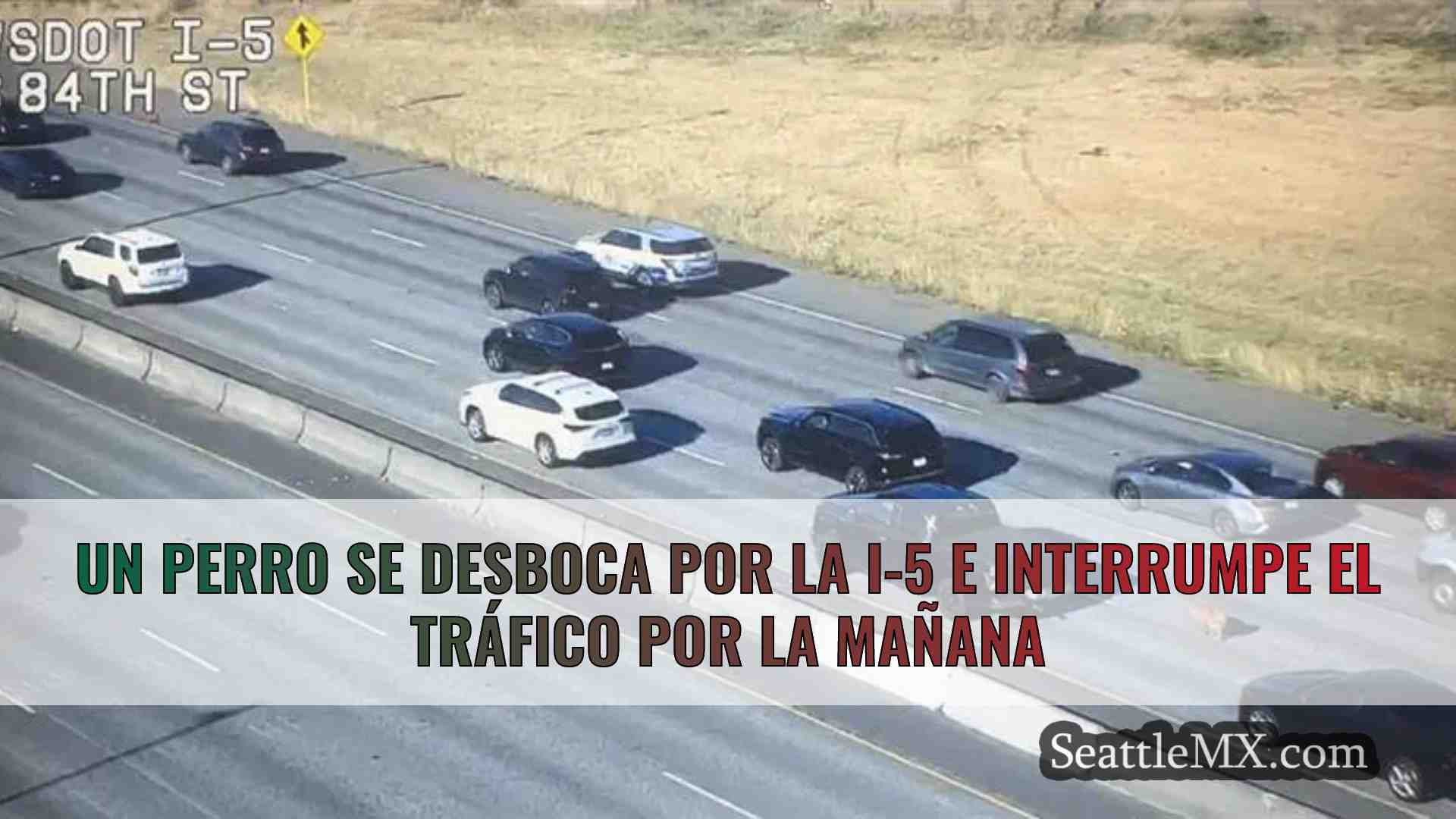 Un perro se desboca por la I-5 e