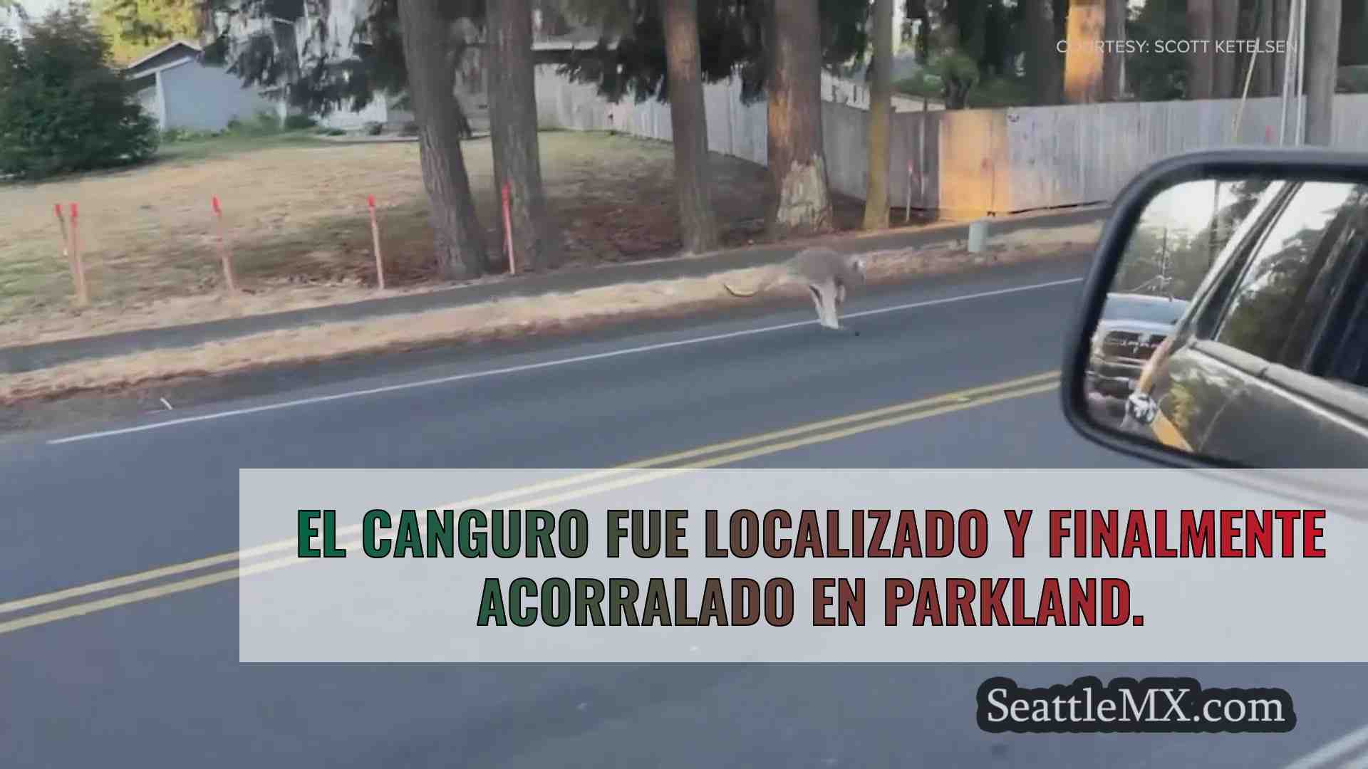 Un canguro salta por el condado de