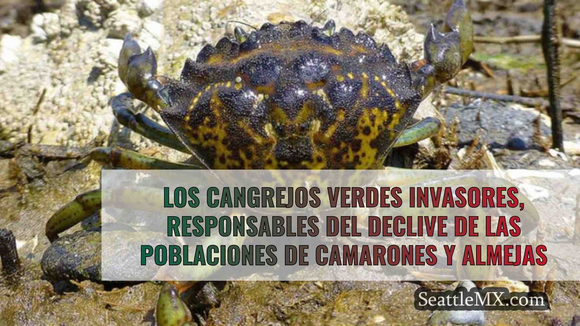 Los cangrejos verdes invasores,