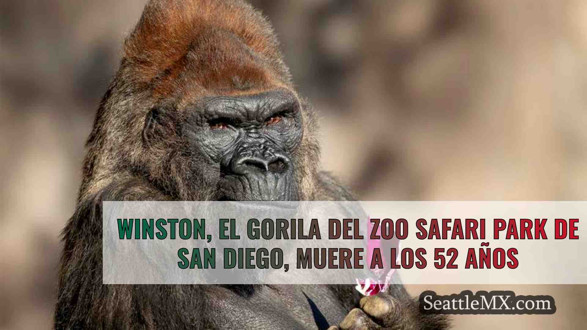 Winston, el gorila del Zoo Safari Park