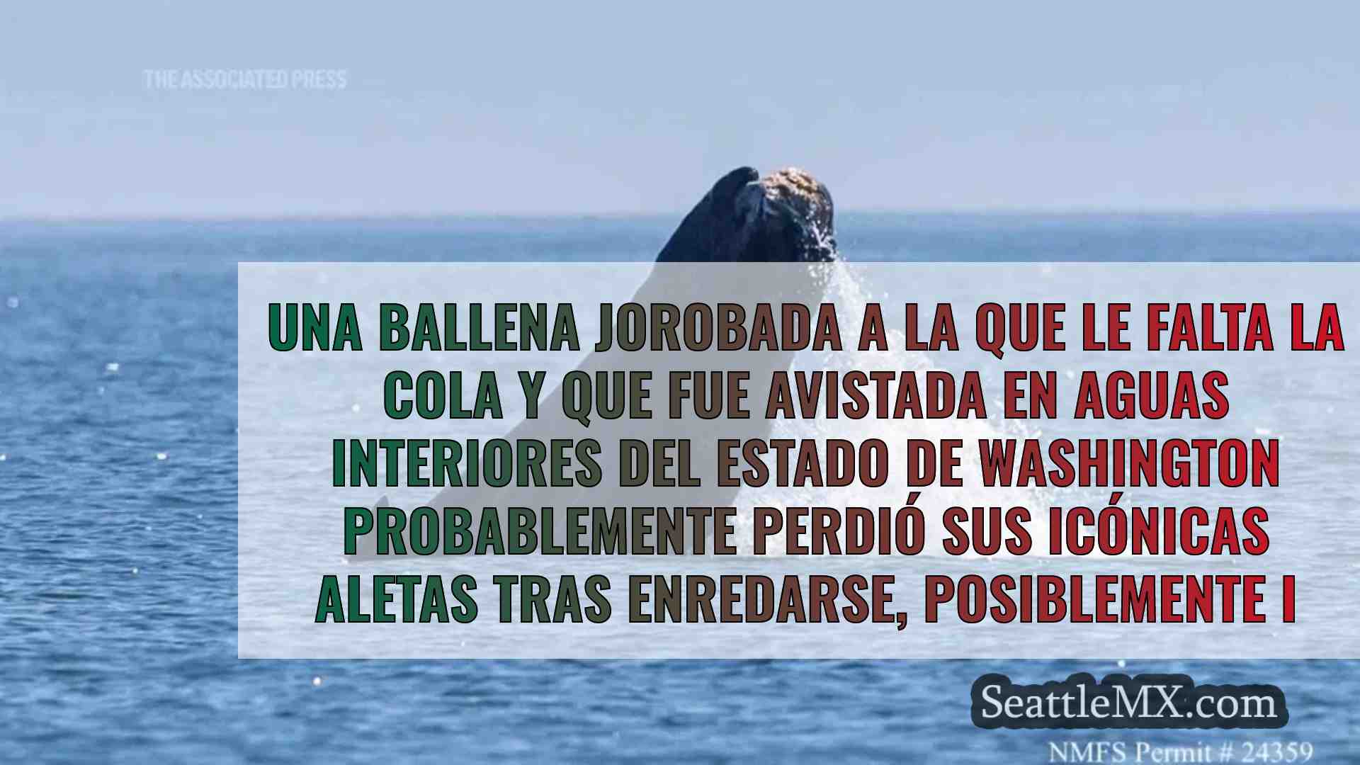 Avistada una ballena jorobada sin cola