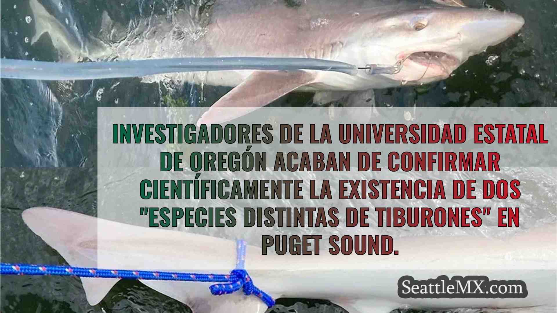 Se descubren en Puget Sound tiburones