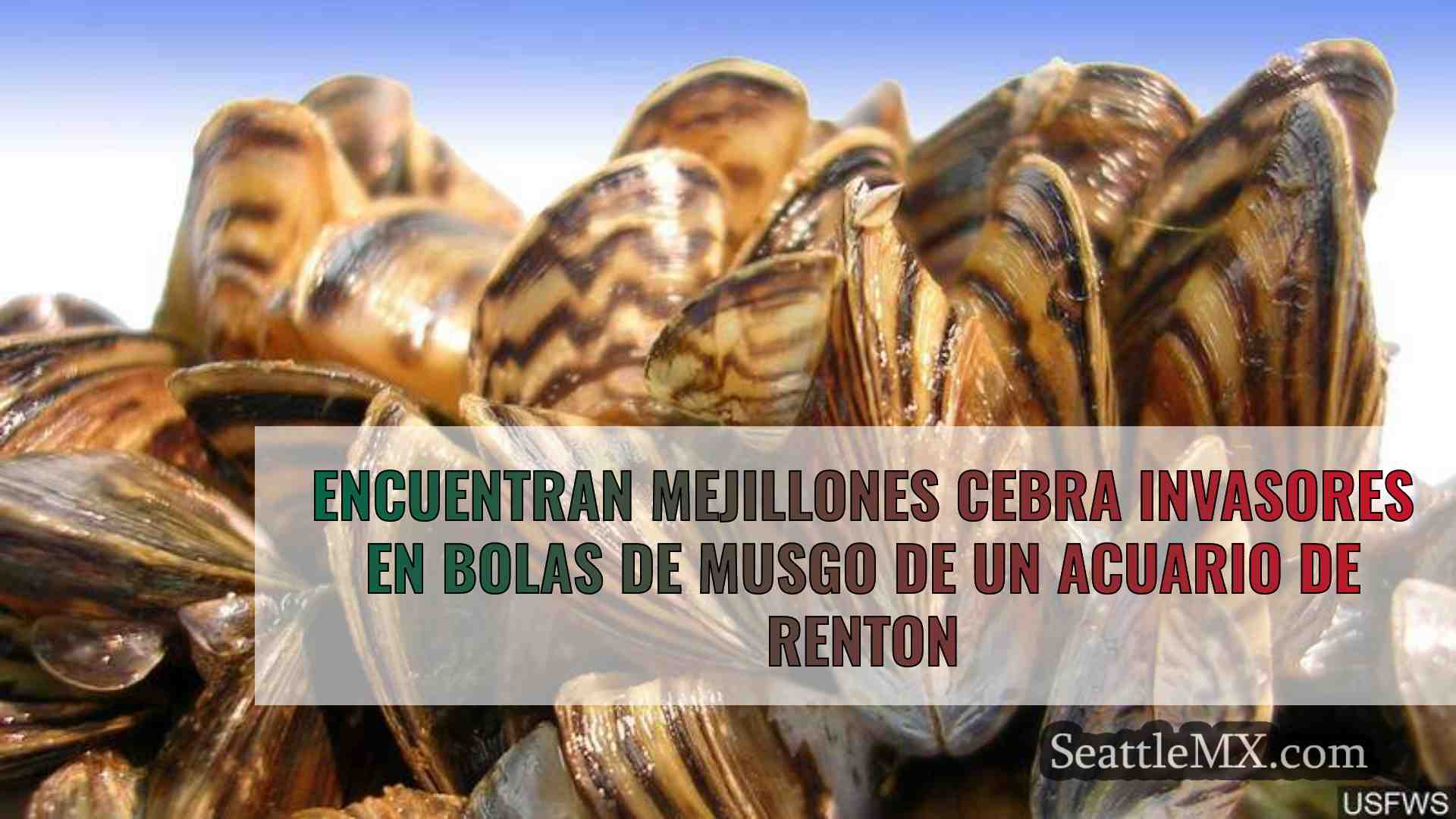 Encuentran mejillones cebra invasores