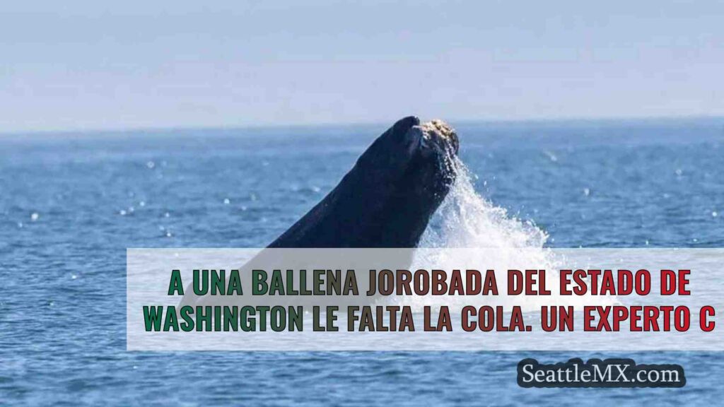 A una ballena jorobada del estado de