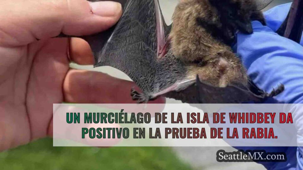 Un murciélago de Whidbey Island da