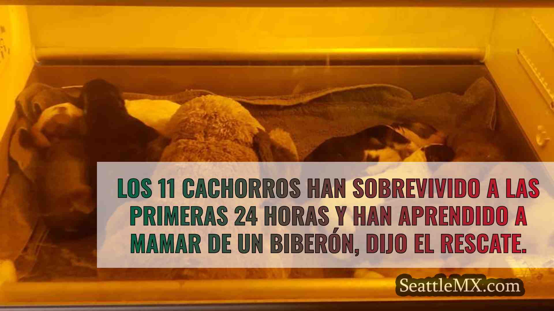 Un equipo de rescate salva a 11