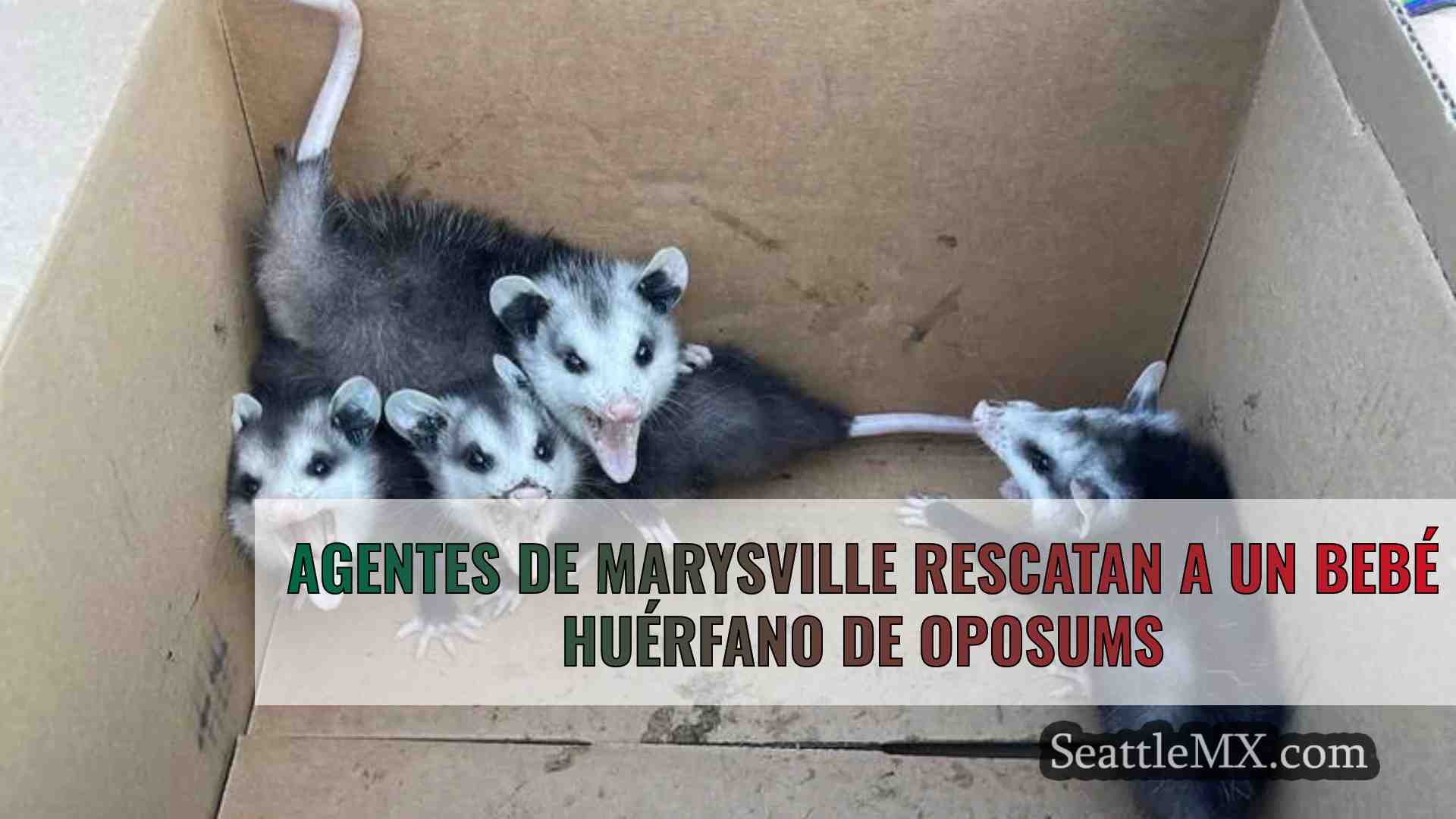 Agentes de Marysville rescatan a un