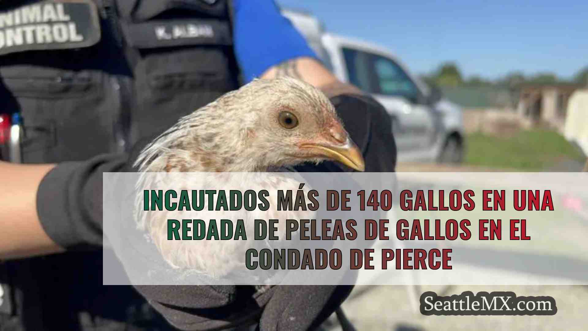 Incautados más de 140 gallos en una