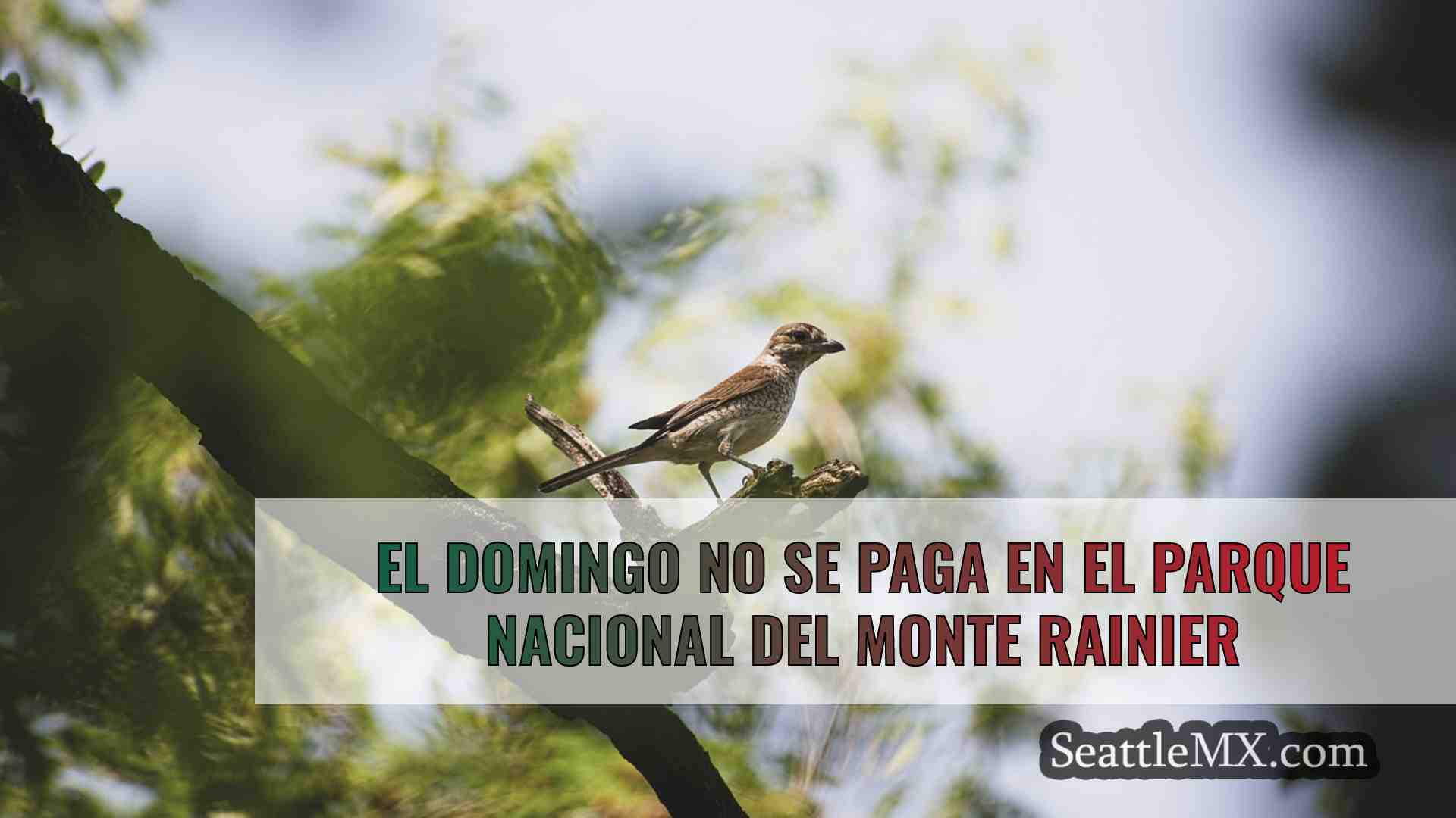 Noticias de Seattle SeattleMX