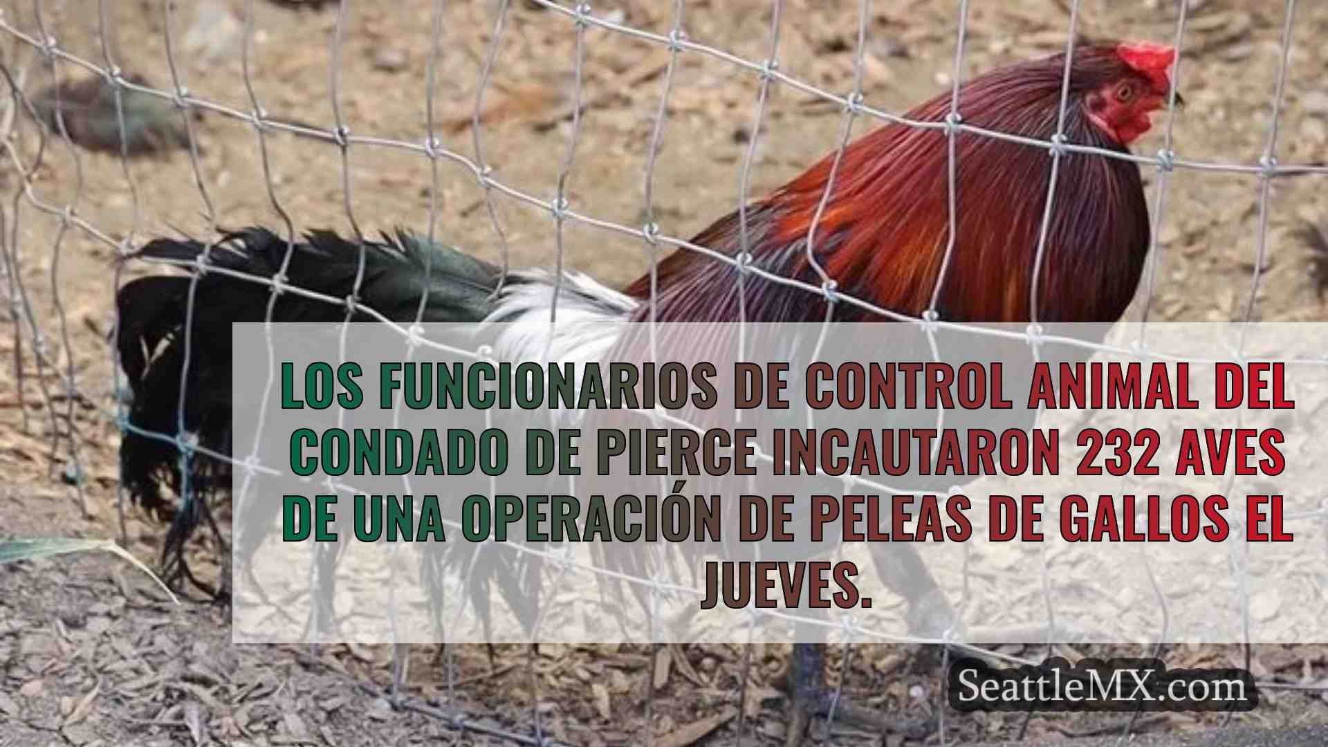 Noticias de Seattle SeattleMX