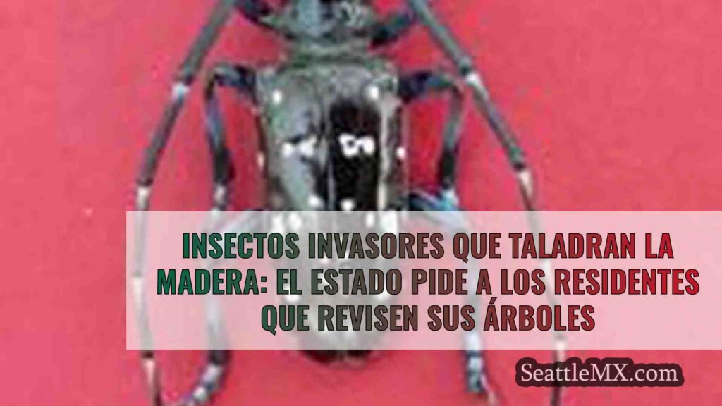 Insectos invasores que taladran la