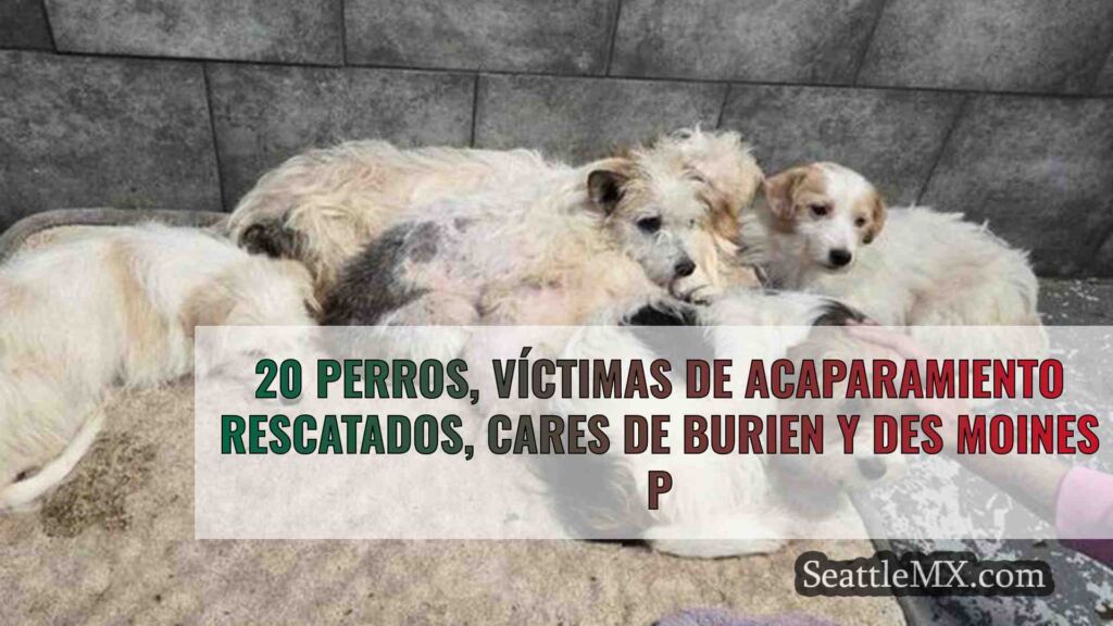 Rescatan a 20 perros víctimas de