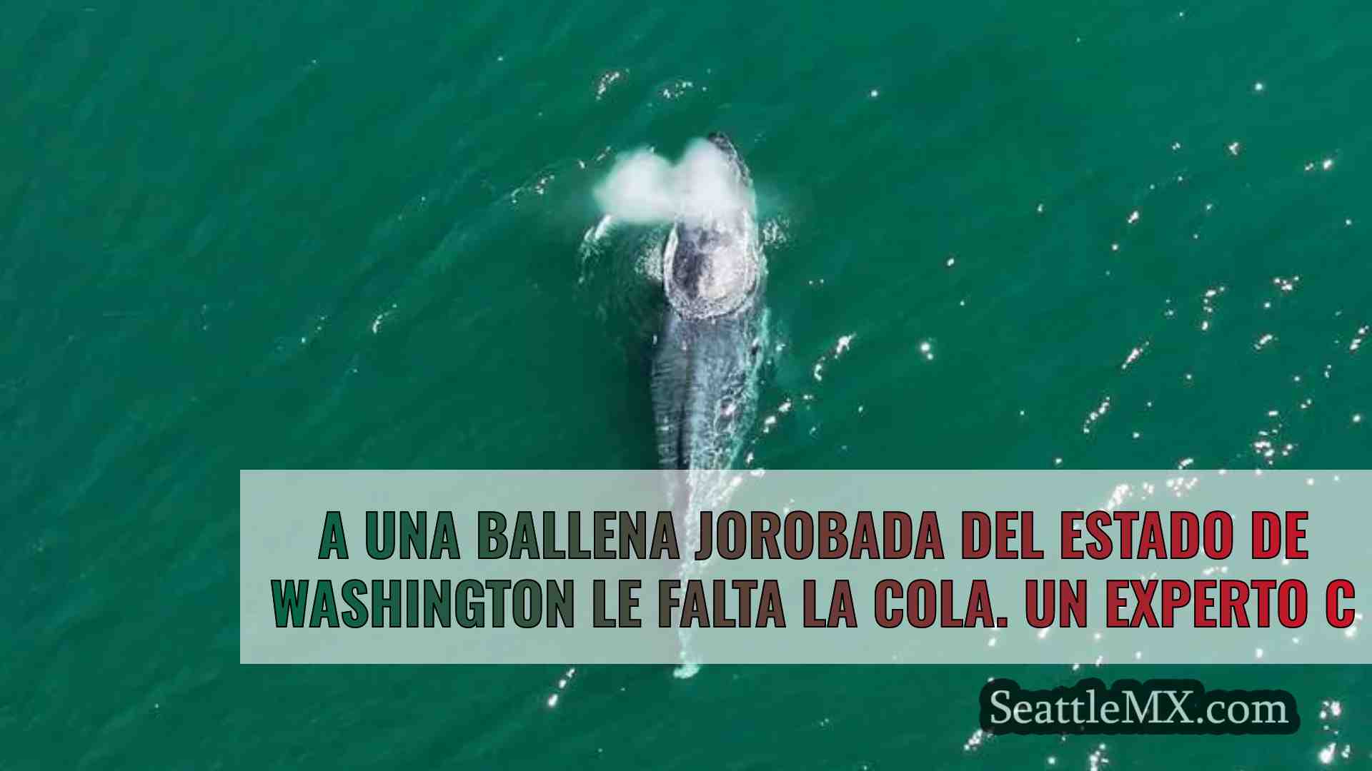 Noticias de Seattle SeattleMX