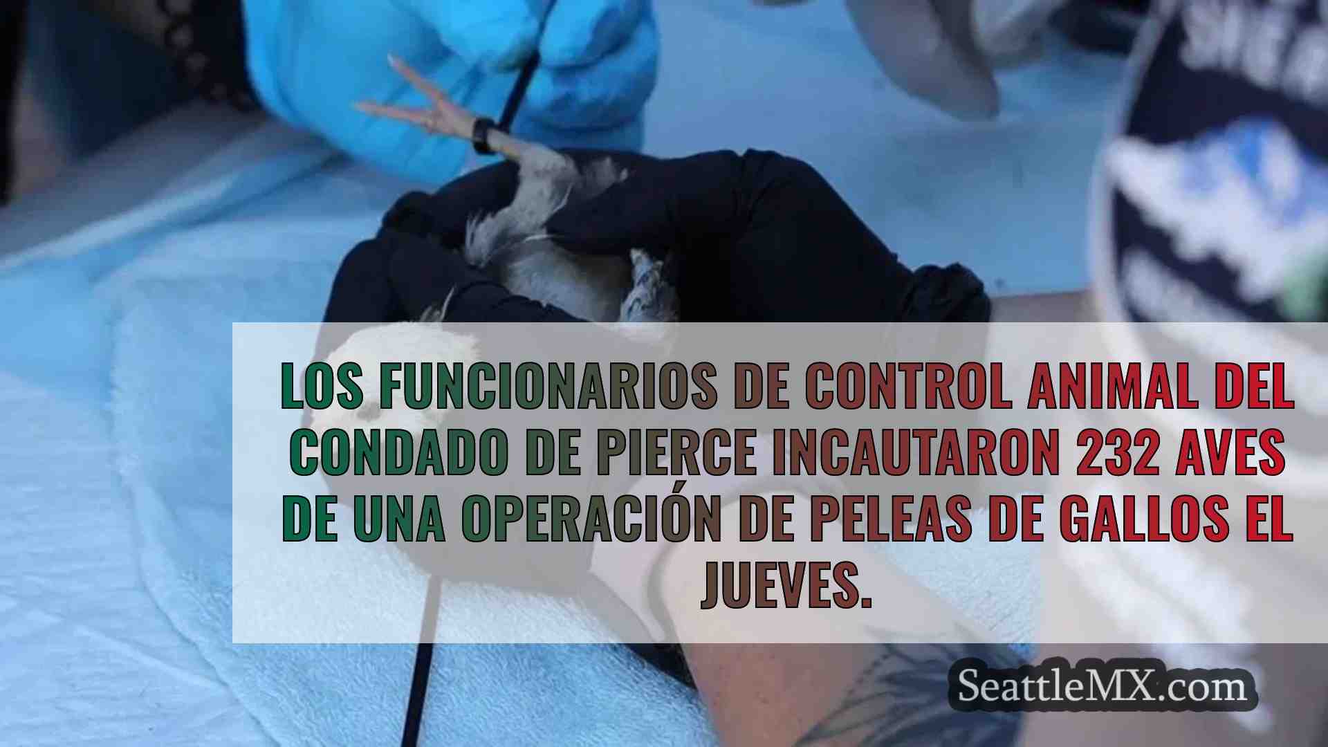 Incautadas 232 aves en la redada de una