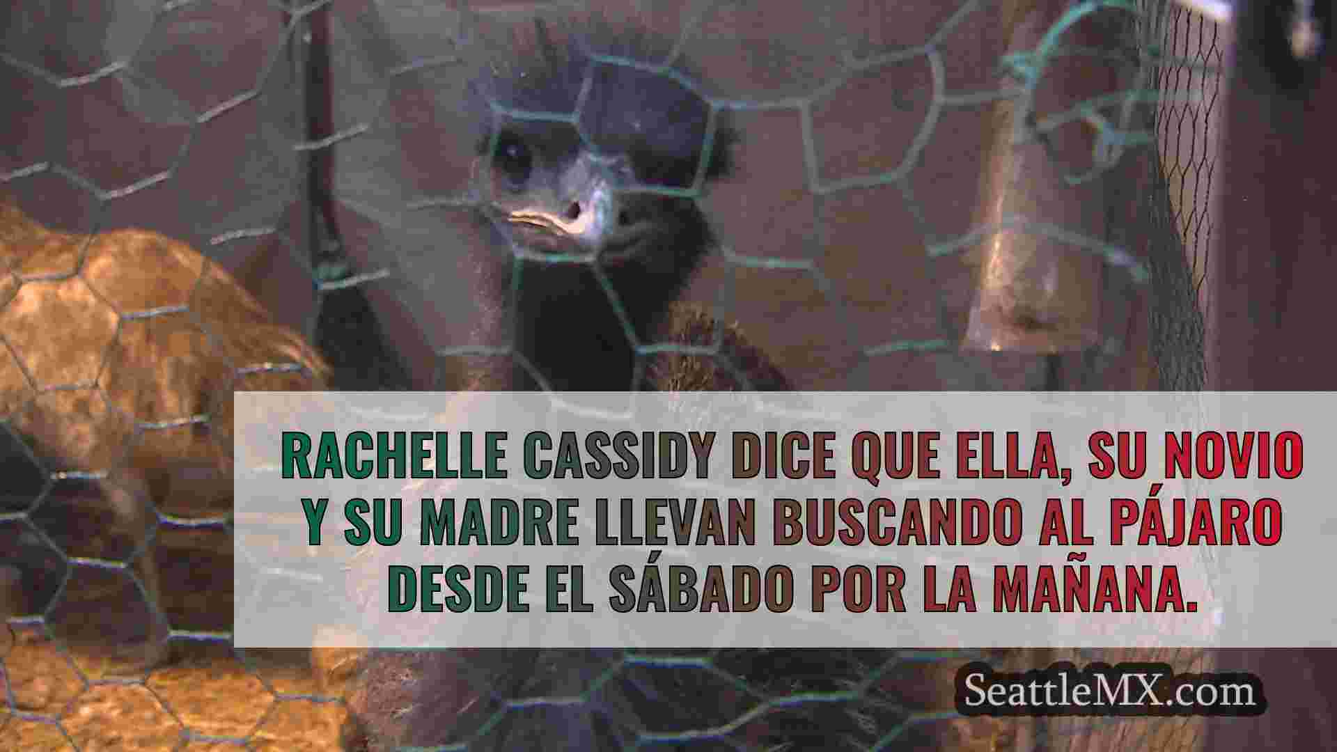 ¿Has visto a este emú? Ave desaparecida