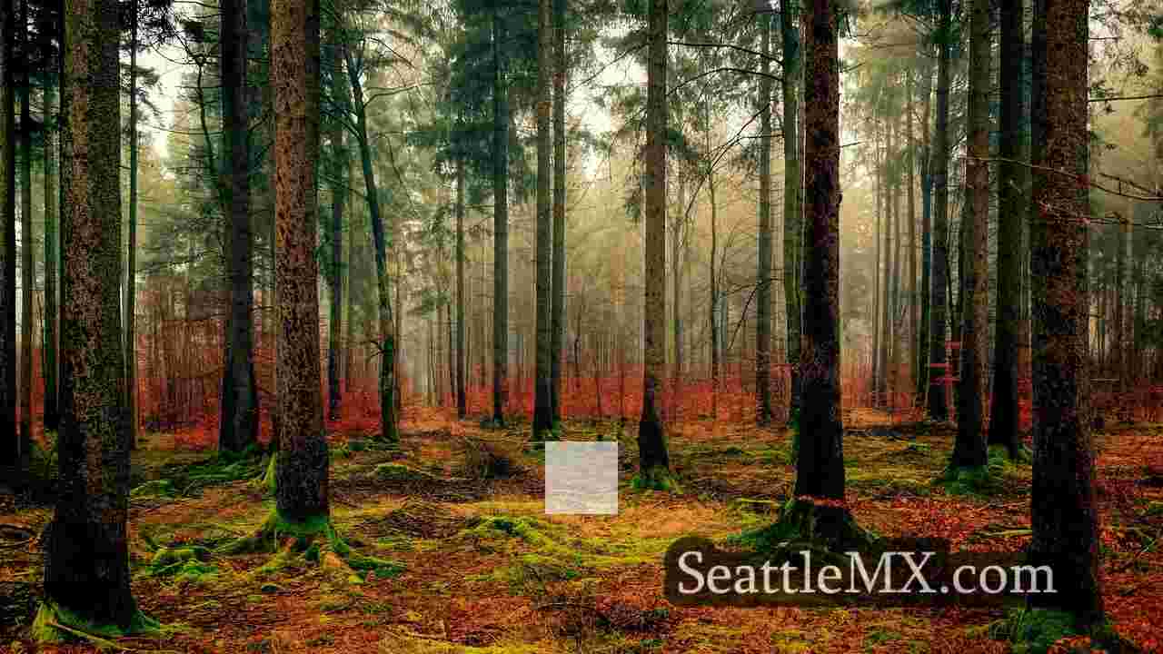Noticias de Seattle SeattleMX