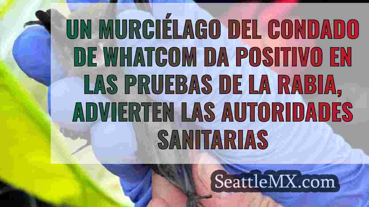 Un murciélago del condado de Whatcom da