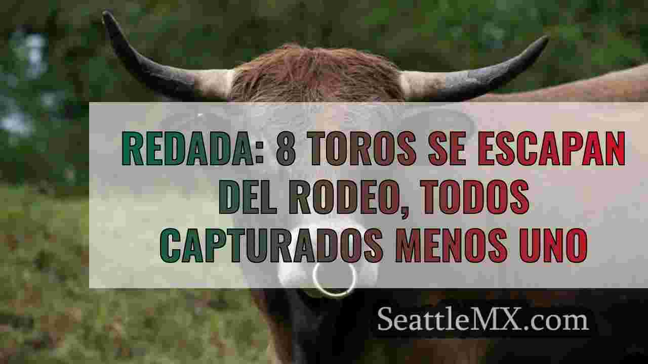 Redada: 8 toros se escapan del rodeo,