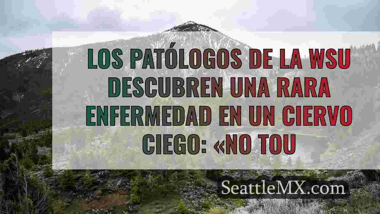 Noticias de Seattle SeattleMX