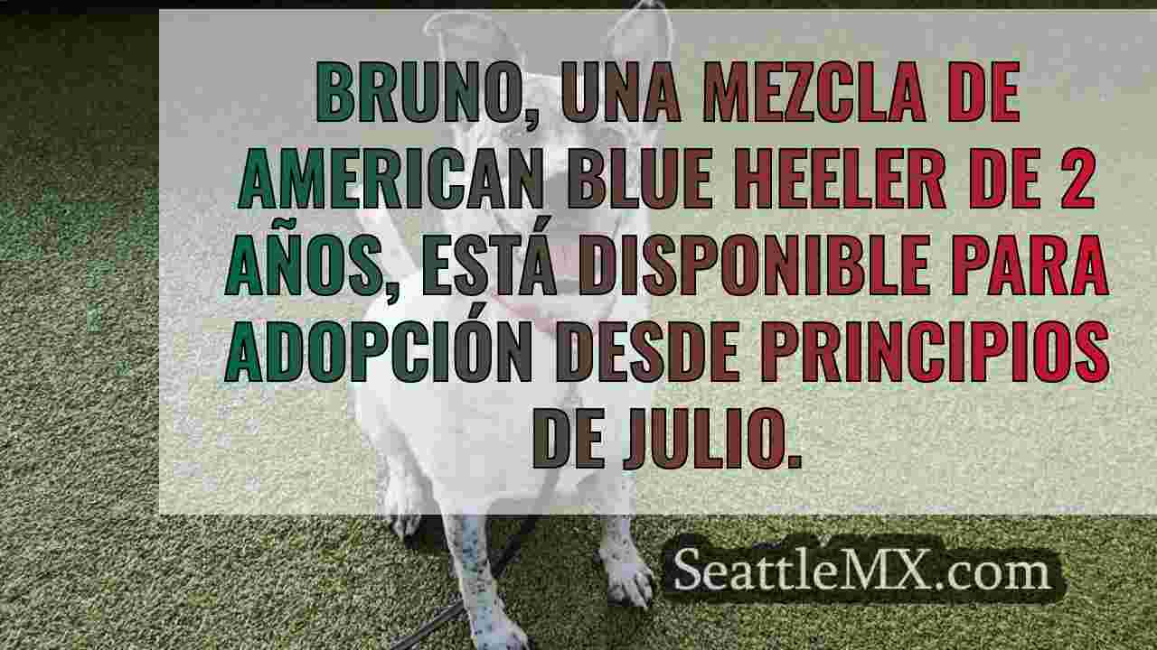 La mascota de la semana: Bruno, una