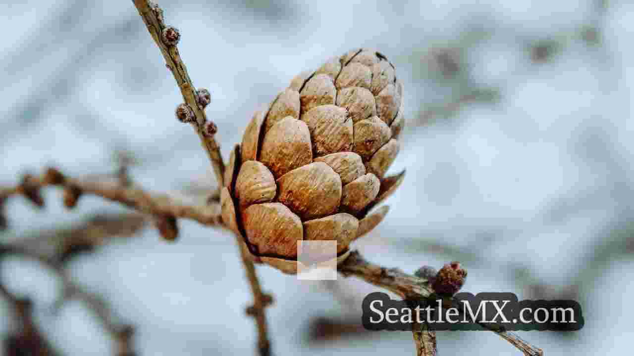 Noticias de Seattle SeattleMX