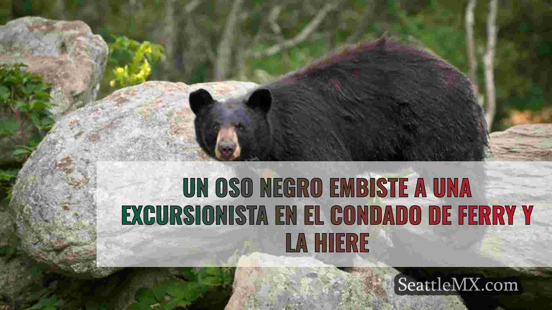 Un oso negro embiste a una