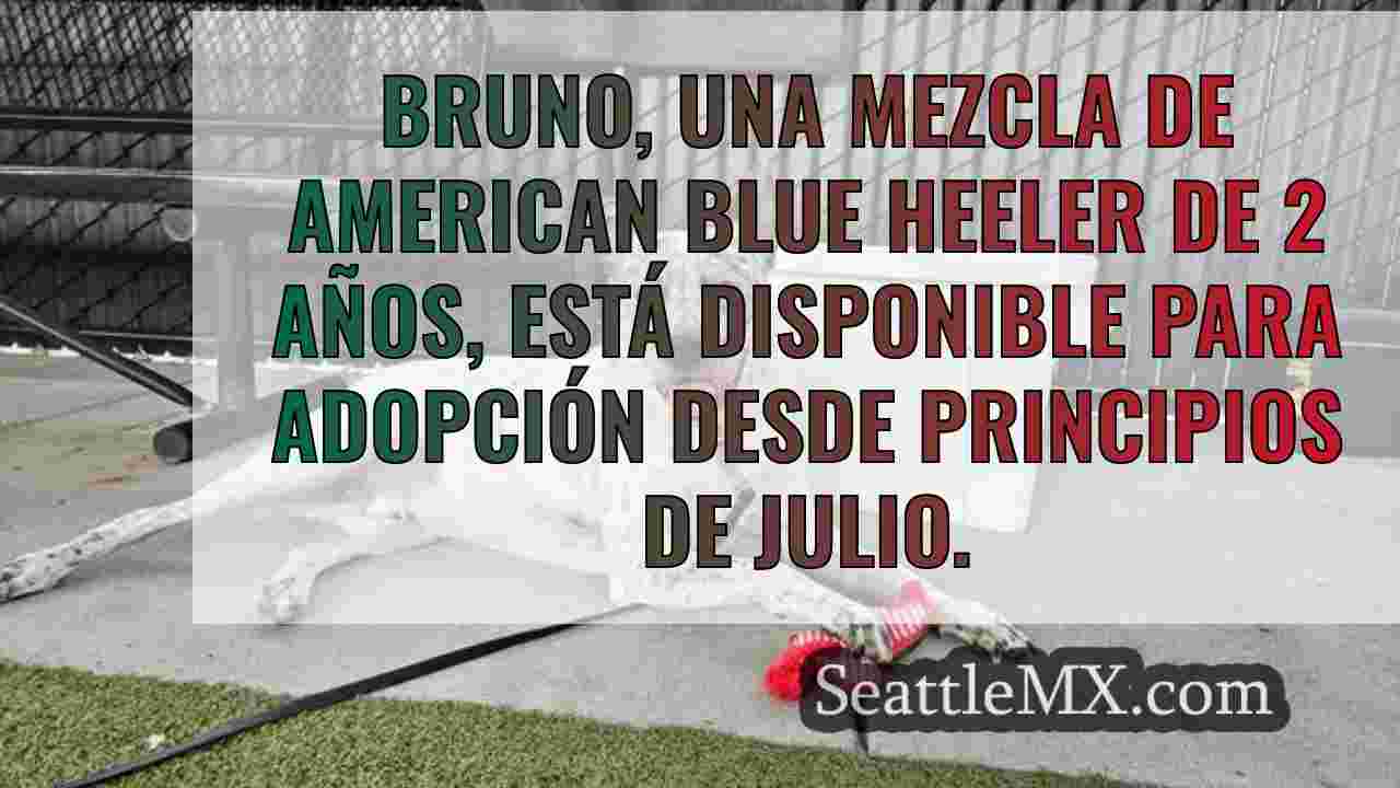 Noticias de Seattle SeattleMX