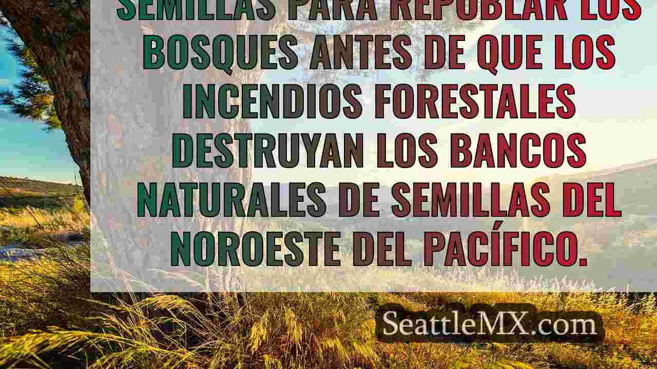 Noticias de Seattle SeattleMX