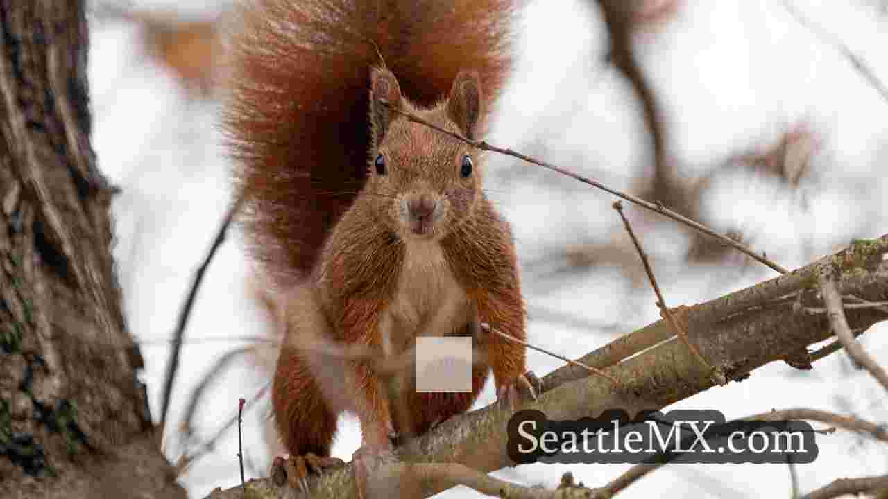 Noticias de Seattle SeattleMX